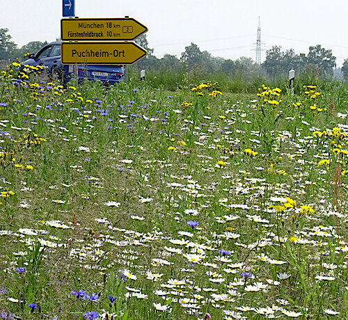 Das Umweltamt informiert –  Mahd der Puchheimer Blumenwiesen